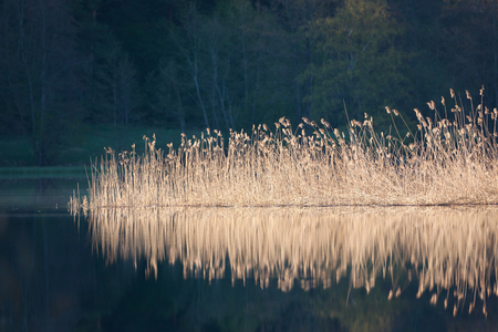 Reeds in sunlight at calm lake reflectionの写真素材