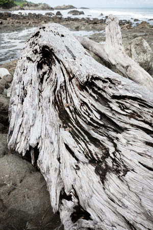 Gray driftwood at rocky beach at dayの写真素材