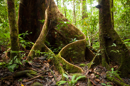 Buttress tree roots in rainforest Borneo Malaysiaの写真素材