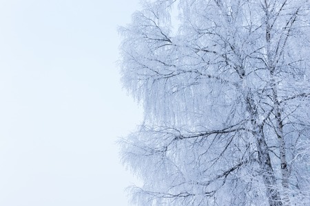 Birch tree at winter covered in frost snowの写真素材