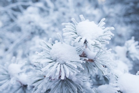 Hoarfrost on conifer tree needles bokeh backgroundの写真素材