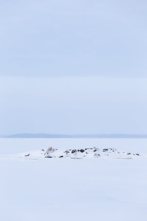 Minimalistic winter lake landscape cloudy day background