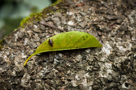 Exotic bug on leaf at forestの写真素材