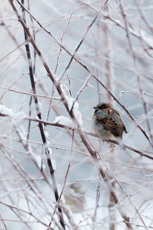 Sparrow in snowy bush at cloudy winter dayの写真素材