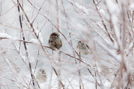 Sparrow in snowy bush at cloudy winter dayの写真素材
