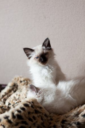 Young adorable white Sacred Birman kittensの写真素材