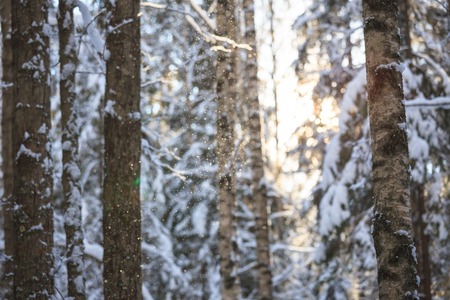 Snowy forest at sunny winter day in Finlandの写真素材