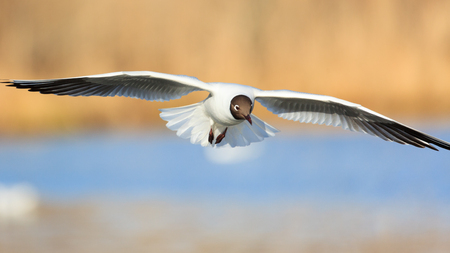 Black-headed gull bird in flight at lakeの写真素材