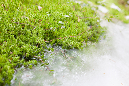Moss and ice closeup in spring forestの写真素材