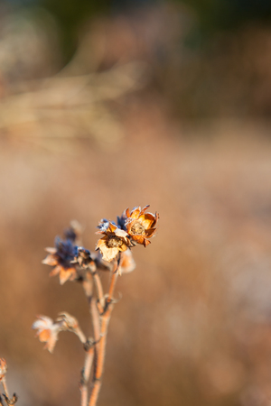 Dry plant flowers in warm sunlight at winterの写真素材
