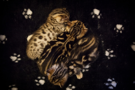 Cute young bengal kittens at homeの写真素材