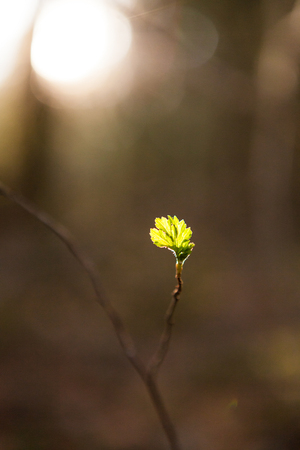 New leaf growing in tree at springの写真素材