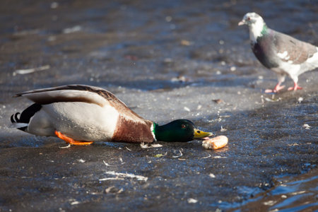 Duck on ice reaching for bread from waterの写真素材