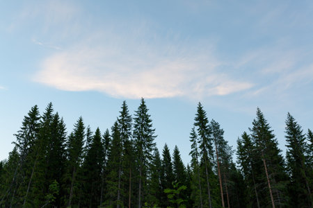 Treetops and sky at summer dawnの写真素材