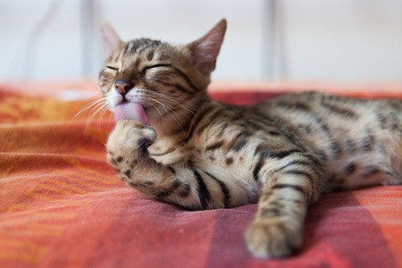 Bengal cat washing itself on bedの写真素材