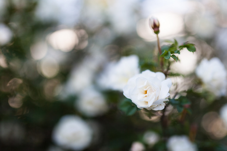 White rose rosa spinosissima bloomingの写真素材