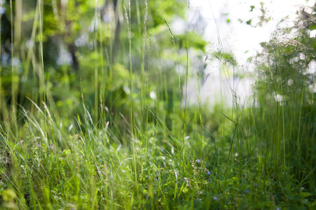 Grass in backyard close view summer background