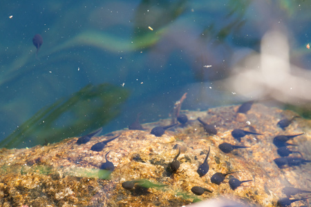 Tadpoles swimming in clear waterの写真素材