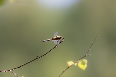 Dragonfly resting on twig near lakeの写真素材