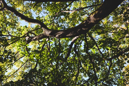 Green foliage tree perspective  backgroundの写真素材