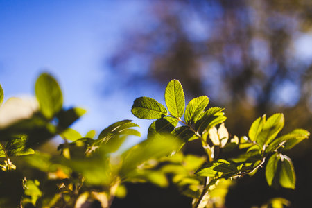 Bush foliage bokeh nature backgroundの写真素材