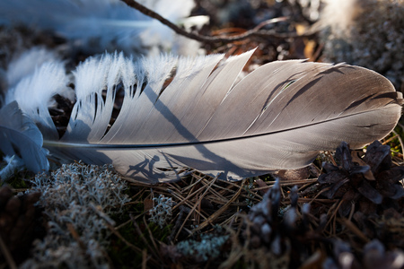 Single bird feather on groundの写真素材