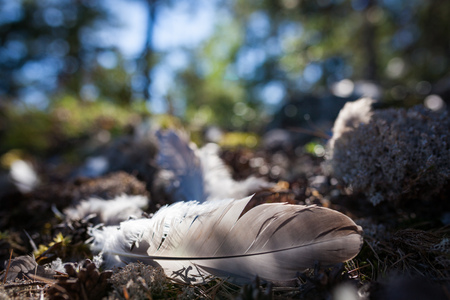 Single bird feather on groundの写真素材