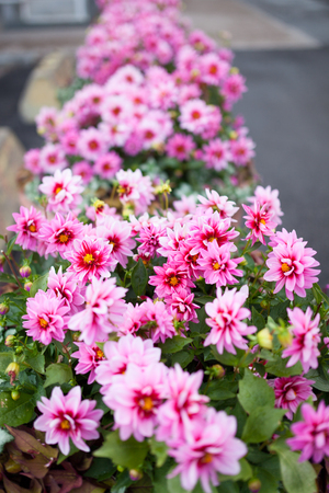 Beautiful pink flower bush bloomingの写真素材