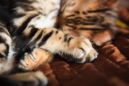 Cute bengal kitten at homeの写真素材