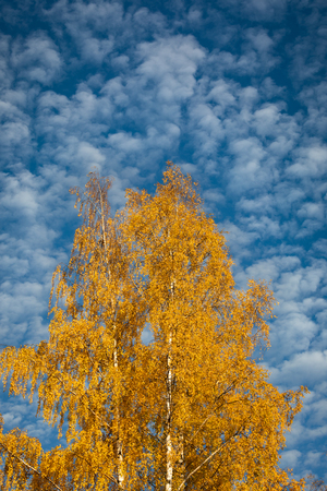 Yellow birch tree against cirrocumulus clouds at autumn dayの写真素材