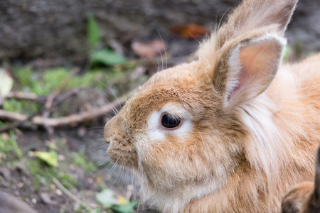 Bunny close up view outdoors