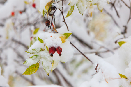 Bush twig and leaves at winter snow close viewの写真素材
