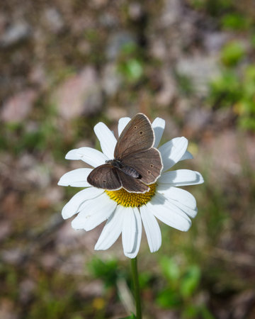 Butterfly in flower wings open at meadow