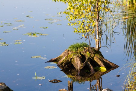 Old stump growing new tree in lake shoreの写真素材