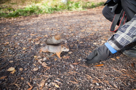 Cute eurasian red squirrel in the wild