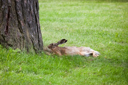 Wild rabbit on grass at summer dayの写真素材