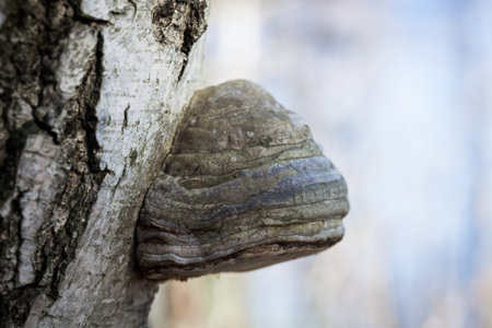 Polypore on birch tree trunk in forest