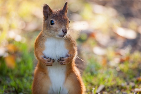 Squirrel in grass at  park outdoorsの写真素材