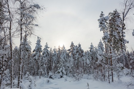 Snowy winter forest and snow covered trees in Finlandの写真素材