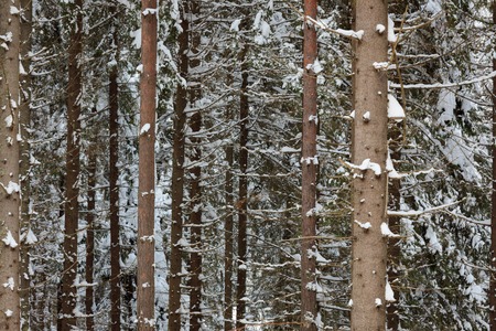 Spruce tree trunks in the forest at winter backgroundの写真素材
