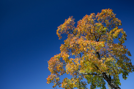 Colorful maple tree against blue sky at sunny autumn dayの写真素材