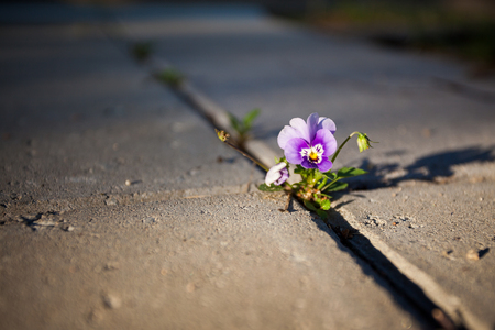 Violet flower growing in between stone paving close-upの写真素材