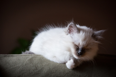 Sleepy young sacred birman pet catの写真素材