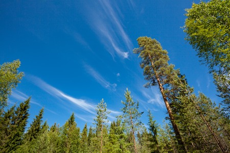 Sunny summer day in the forest trees and skyの写真素材