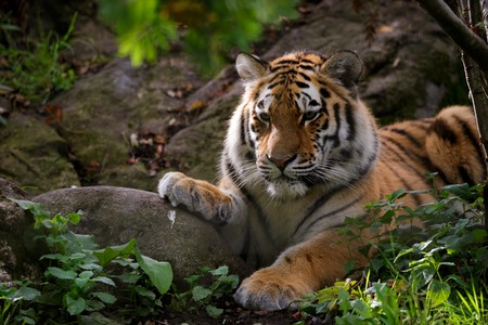 Siberian tiger panthera tigris altaica in zooの写真素材