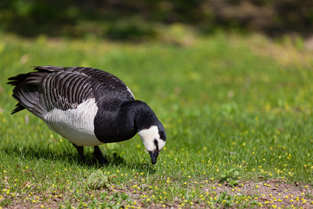 Barnacle goose in the grass outdoors at dayの写真素材