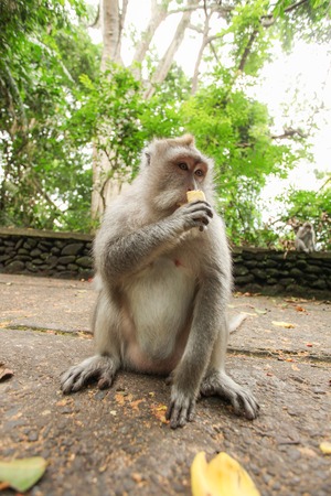 Macaque monkey in Ubud Bali indonesiaの写真素材
