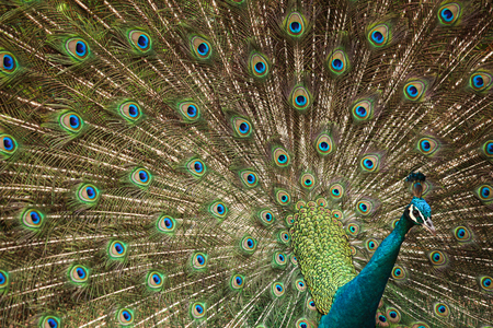 Peacock showing tail feathers close-up viewの写真素材