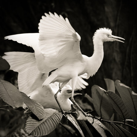 Cattle egret bird courtship display
