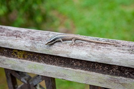 Small lizard in wooden handrail at Borneo Malaysia